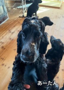 女の子顔の甘えん坊さん