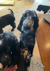 優しく控えめな男の子